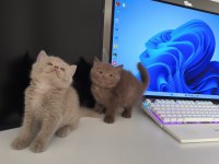 Cinnamon British Shorthair