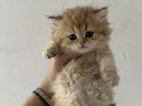 Safkan British Shorthair Yavrularımız