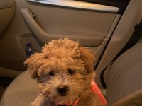 ANKARA ÇİPLİ AŞILI KALİTELİ MALTİPOO YAVRU