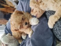 Maltipoo yavrumuz
