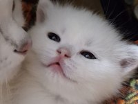 Yavru british shorthair 20 günlük kediler
