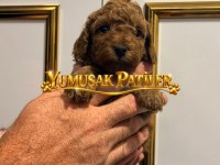 Orijinal Toy Poodle