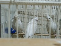 Damızlık albino takım dişi kırmızı göz erkek siyah sultan
