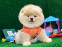 Pomeranian Boo Yavrularımız