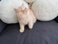 Exotic Shorthair - İran persian