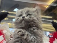 Gri british longhair ve beyaz shorthair yavrumuz
