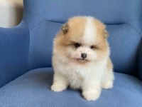 Erkek güzelleri pomeranian