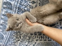 British shorthair çok sevimli