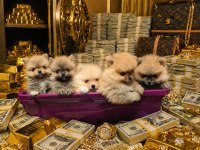 Tıraşsız Pomeranian Bebekler