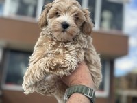 En güzel wc eğitimli aşılı karneli maltipoo yavrular