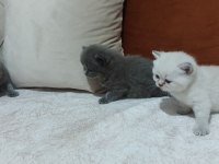 British shorthair kedisi yavrular