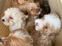 Tatlı maltipoo minikler