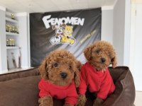 WC eğitimli orjinal Maltipoo yavrular Ankara mağaza