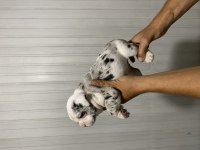 Fransız bulldog yavrularımız erkek dişi mevcut