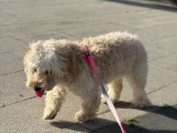 Sevimli Maltipoo dostunuz