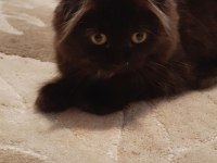 3 aylik Tuvalet eğitimli çirkin kral scottish fold
