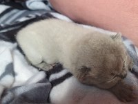 Scottish fold blue point yavrular