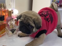 Tospik pug oyuncu dişi