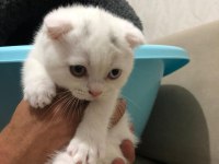 2 adet 1 tane erkek 1 tane dişi 2 aylık scottish fold