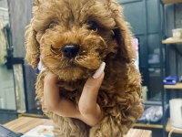 2 aylık red toy poodle