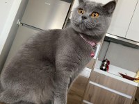 2 aylık british shorthair yavrular
