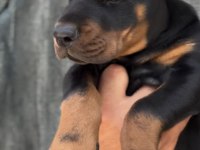 A scrli anne ve babadan üst düzey doberman yavrular