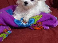 Erkek Maltese Terrier