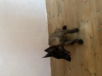 Malinois yavru 3 aylık