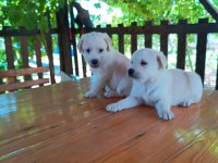 Minik golden retriever yavrular