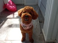 1 yaşında toy poodle