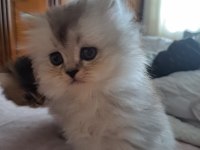 British Golden Longhair ve Silver Bebeklerimiz