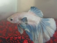 Betta Balığı