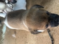 Orjinal jack russell 45 günlük oldular