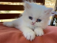 2 aylık erkek iran kedisi