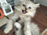 British longhair 2 aylık
