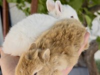 Karamel ve Beyaz NETHERLAND DWARF TAVŞAN