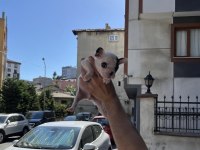 SAFKAN 0 numara KİLO GARANTİLİ FRENCH BULDOG MERLE