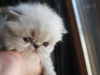 SAFKAN İRAN KEDİSİ YAVRULARI