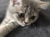 2 Aylık Aşılı Prenses Silver Tabby British Shorthair