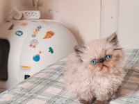 Himalayan Persian Tatlı Yavrumuz