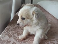 2.5 aylık maltipoo