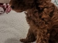 Toy poodle yavru