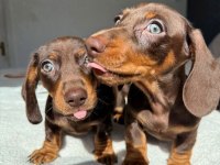 Çikolata ve çikolata Merle dachshund yavrular