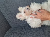 Kore Maltese
