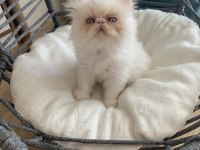 Safkan tertemiz kan taşıyan exotic shorthair yavrular