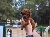 Toy poodle çiftliğimize sizleri bekliyoruz