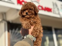 Boy ve kg ram garantili tea cup kore poodle 