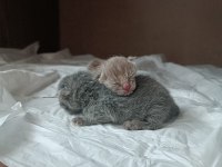 Scottish fold yavrularımız rezerveye açıktır