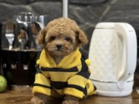 Mini Maltipoo Bebeklerimiz