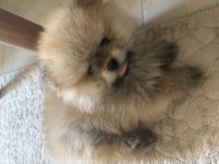 2 aylık pomeranian boo yavru erkek
